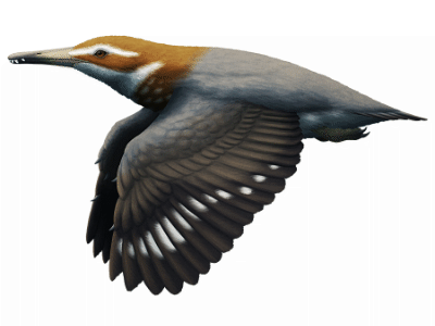 Longipteryx / © Nix Illustration