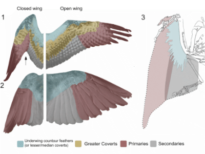 Flügel des Longipteryx / © Clark et al.