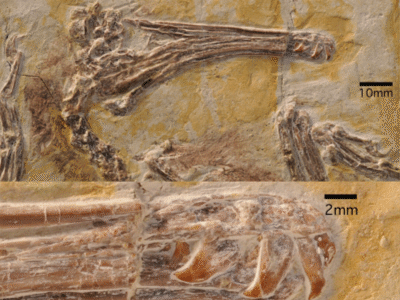 Schädel / © Clark et al.