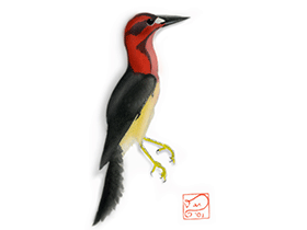 Longipteryx / © Daniel Bensen Longipteryx / © Daniel Bensen. Verwendet mit freundlicher Genehmigung des Autors.