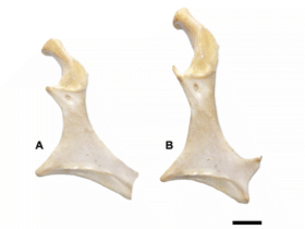 Coracoid / McLachlan et al. Creative Commons 4.0 International (CC BY 4.0) Coracoid / McLachlan et al. Creative Commons 4.0 International (CC BY 4.0)