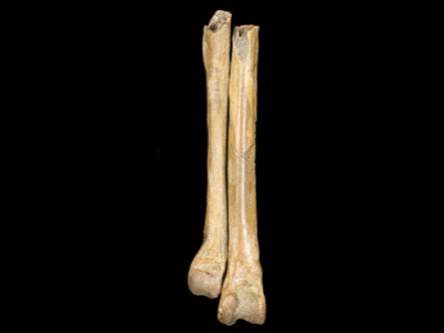 Tarsometatarsus / © Clark et al. Tarsometatarsus / © Clark et al.