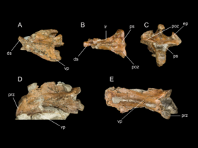 Fossilien des Mirarce / Atterholt et al. Creative Commons 4.0 International (CC BY 4.0) Fossilien des Mirarce / Atterholt et al. Creative Commons 4.0 International (CC BY 4.0)