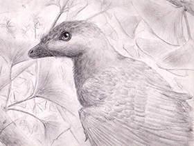 Parabohaiornis / © Eloy Manzanero. Verwendet mit freundlicher Genehmigung des Autors