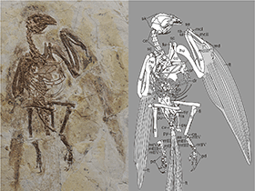 Holotyp
 des Parapengornis / © Hu et al. Creative Commons 4.0 International (CC BY 4.0)