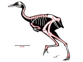 Patagopteryx /
© Martin Chavez. Verwendet mit freundlicher Genehmigung des Autors Patagopteryx /
© Martin Chavez. Verwendet mit freundlicher Genehmigung des Autors