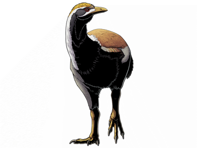 Patagopteryx
/ © Nix Illustration Patagopteryx
/ © Nix Illustration