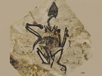 Fossil IVPP V 18632 / © Hu et al.