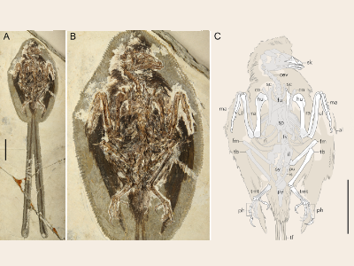 Holotyp des Plumadraco/ © Clark et al.