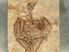 Protopteryx / The Virtual Fossil Museum. Creative Commons NonCommercial International 4.0 (CC BY-NC 4.0) Protopteryx / The Virtual Fossil Museum. Creative Commons NonCommercial International 4.0 (CC BY-NC 4.0)