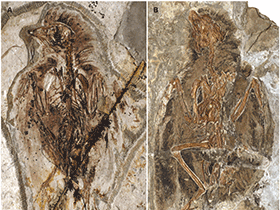 Fossil des Protopteryx
/ O’Connor et al. Creative Commons 4.0 International (CC BY 4.0) Fossil des Protopteryx
/ O’Connor et al. Creative Commons 4.0 International (CC BY 4.0)
