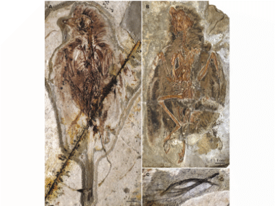 Fossil des Protopteryx / © O’Connor et al.