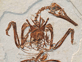 Fossil des Rapaxavis / O'Connor et al. Creative Commons 4.0 International (CC BY 4.0) Fossil des Rapaxavis / O'Connor et al. Creative Commons 4.0 International (CC BY 4.0)