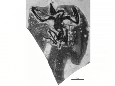 Holotyp / © Zhou et al.