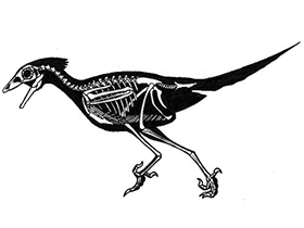 Sinornis / © Øyvind M. Padron. Verwendet mit freundlicher Genehmigung des Autors Sinornis / © Øyvind M. Padron. Verwendet mit freundlicher Genehmigung des Autors