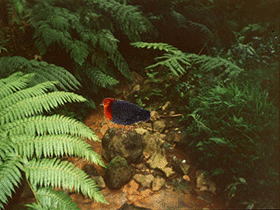 Songlingornis / © Joao Boto. Verwendet mit freundlicher Genehmigung des Autors Songlingornis / © Joao Boto. Verwendet mit freundlicher Genehmigung des Autors
