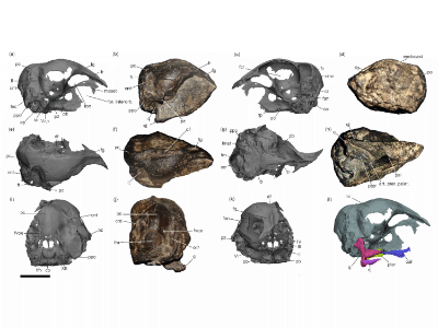 Schädelrekonstruktion des Vegavis geitononesos / © Irazoqui et al.