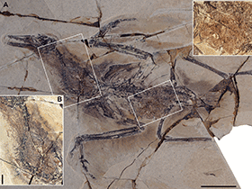 Fossil des Yanornis / Zheng et al. Creative Commons 4.0 International (CC BY 4.0) Fossil des Yanornis / Zheng et al. Creative Commons 4.0 International (CC BY 4.0)