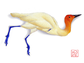 Yanornis / © Daniel Bensen. Verwendet mit freundlicher Genehmigung des Autors Yanornis / © Daniel Bensen. Verwendet mit freundlicher Genehmigung des Autors