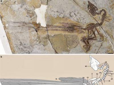 Fossil des Yuanchuavis @ Wang Min et al. Fossil des Yuanchuavis @ Wang Min et al.