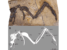 Fossil des Yumenornis / Wang et al. Creative Commons 4.0 International (CC BY 4.0) Fossil des Yumenornis / Wang et al. Creative Commons 4.0 International (CC BY 4.0)