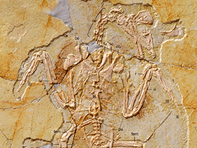 Fossil (BMNHC Ph 756)
/ Zhang et al. Creative Commons 4.0 International (CC BY 4.0) Fossil (BMNHC Ph 756)
/ Zhang et al. Creative Commons 4.0 International (CC BY 4.0)