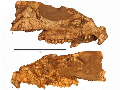 Holotyp des Aquilops / © Farke et al. Creative Commons 4.0 International (CC BY 4.0)