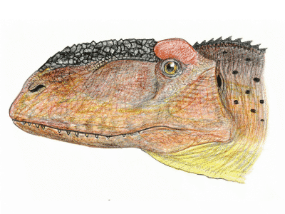 Schädel des Abelisurus / © Martin Chavez. Verwendet mit freundlicher Genehmigung des Autors Schädel des Abelisurus / © Martin Chavez. Verwendet mit freundlicher Genehmigung des Autors