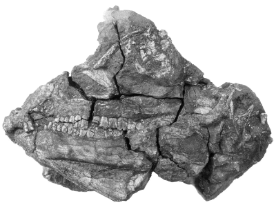 Fossil des Kiefers / © Paul Sereno. Creative Commons Bildlizenz Creative Commons 3.0 Unported (CC BY 3.0)
