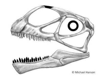 Schädel des Abrosaurus / © Michael Hanson. Verwendet mit freundlicher Genehmigung des Autors. Schädel des Abrosaurus / © Michael Hanson. Verwendet mit freundlicher Genehmigung des Autors.