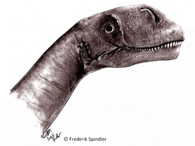 Abrosaurus / © Frederik Spindler. Verwendet mit freundlicher Genehmigung des Autors. Abrosaurus / © Frederik Spindler. Verwendet mit freundlicher Genehmigung des Autors.