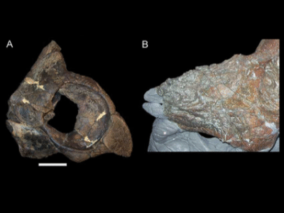 Kieferelemente des Achelousaurus / © Andrew T. McDonald. Creative Commons 4.0 International (CC BY 4.0) Kieferelemente des Achelousaurus / © Andrew T. McDonald. Creative Commons 4.0 International (CC BY 4.0)