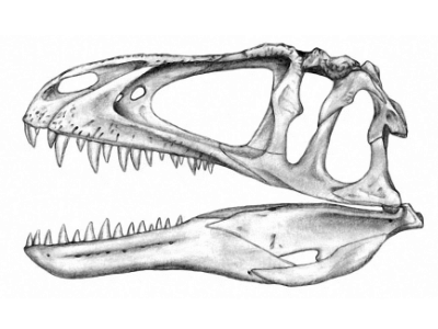 Acrocanthosaurus / © Michael Hanson Acrocanthosaurus / © Michael Hanson. Verwendet mit freundlicher Genehmigung des Autors.