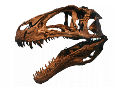 Schädel des Acrocanthosaurus / © Ryan Somma, bearbeitet durch Dinodata.de. Creative Commons 2.0 Generic (CC BY-SA 2.0)