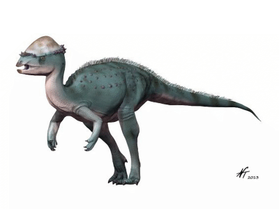 Acrotholus / © N. Tamura. Verwendet mit freundlicher Genehmigung des Autors.