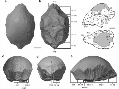 Holotyp
 des Acrotholus / © Evans et al. / Nature Communications