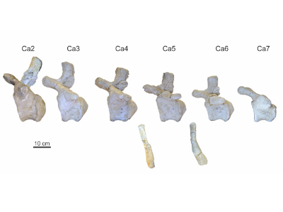 Wirbelknochen des Adamantisaurus / © Nascimento et al.