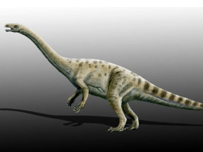 Adeopapposaurus / © N. Tamura. Verwendet mit freundlicher Genehmigung des Autors. Adeopapposaurus / © N. Tamura. Verwendet mit freundlicher Genehmigung des Autors.