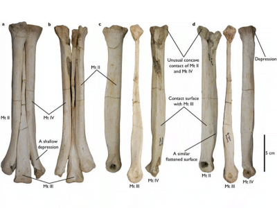Metatarsus des Aepyornithomimus / Tsogtbaatar et al. Creative Commons 4.0 International (CC BY 4.0) Metatarsus des Aepyornithomimus / Tsogtbaatar et al. Creative Commons 4.0 International (CC BY 4.0)