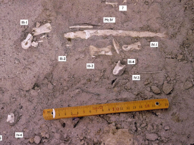 Fossilfund des Aepyornithomimus / Tsogtbaatar et al. Creative Commons 4.0 International (CC BY 4.0) Fossilfund des Aepyornithomimus / Tsogtbaatar et al. Creative Commons 4.0 International (CC BY 4.0)