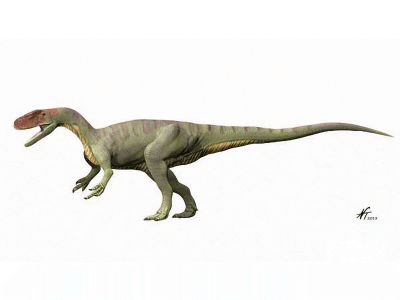 Afrovenator / © N. Tamura. Verwendet mit freundlicher Genehmigung des Autors. Afrovenator / © N. Tamura. Verwendet mit freundlicher Genehmigung des Autors.