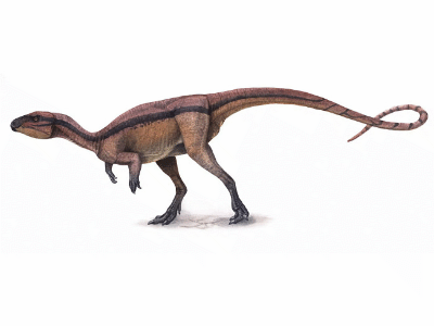 Agilisaurus / © Andrey Atuchin. Verwendet mit freundlicher Genehmigung des Autors. Agilisaurus / © Andrey Atuchin. Verwendet mit freundlicher Genehmigung des Autors.