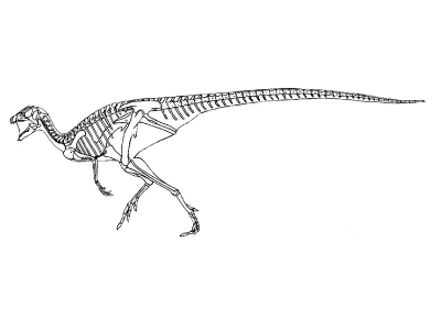Skelettzeichnung des Agilisaurus / © Rutger Jansma. Verwendet mit freundlicher Genehmigung des Autors. Skelettzeichnung des Agilisaurus / © Rutger Jansma. Verwendet mit freundlicher Genehmigung des Autors.