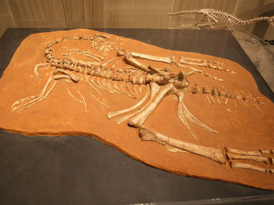 Fossil des Ajancingenia / Kabacchi. Creative Commons 2.0 Generic (CC BY 2.0) Fossil des Ajancingenia / Kabacchi. Creative Commons 2.0 Generic (CC BY 2.0)