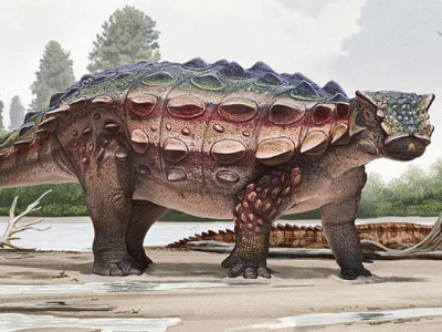 Akainacephalus / © Andrey Atuchin and the Denver Museum of Nature & Science Akainacephalus / © Andrey Atuchin and the Denver Museum of Nature & Science