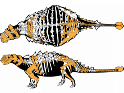 Skelettfunde des Akainacephalus / Wiersma & Irmis. Creative Commons 4.0 International (CC BY 4.0) Skelettfunde des Akainacephalus / Wiersma & Irmis. Creative Commons 4.0 International (CC BY 4.0)