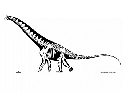 Alamosaurus / © Scott Hartman. Verwendet mit freundlicher Genehmigung des Autors. Alamosaurus / © Scott Hartman. Verwendet mit freundlicher Genehmigung des Autors.
