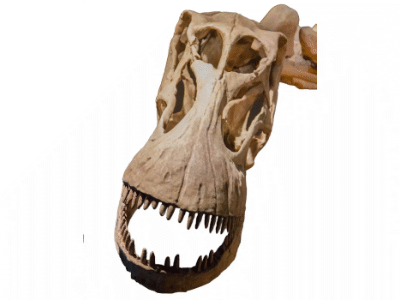 Schädel des Alamosaurus / Monkey Mash Button, bearbeitet durch Dinodata.de. Creative Commons ShareAlike 3.0 Unported (CC BY-SA 3.0) Schädel des Alamosaurus / Monkey Mash Button, bearbeitet durch Dinodata.de. Creative Commons ShareAlike 3.0 Unported (CC BY-SA 3.0)
