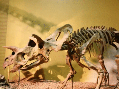 Skelett des Albertaceratops / © Lily Croll. Verwendet mit freundlicher Genehmigung des Autors. Skelett des Albertaceratops / © Lily Croll. Verwendet mit freundlicher Genehmigung des Autors.