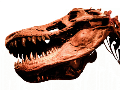 Schädel des Albertosaurus / e_monk, bearbeitet durch Dinodata.de. Creative Commons NonCommercial-ShareAlike 2.0 Generic (CC BY-NC-SA 2.0)
